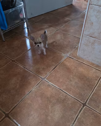 Chihuahua toy pelo corto