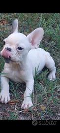 buldog francese 