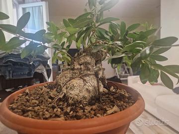 probonsai di ulivo