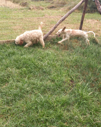 Cani da tartufi