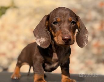 Bassotti tedeschi pedigree enci