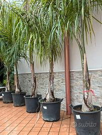 Palme cocos