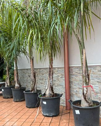 Palme cocos