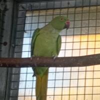 Coppia parrocchetti dal collare