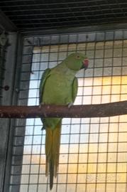 Coppia parrocchetti dal collare