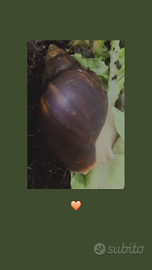 Lumache africane achatina baby in blocco