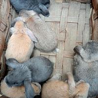 Coniglietti ARIETE NANI