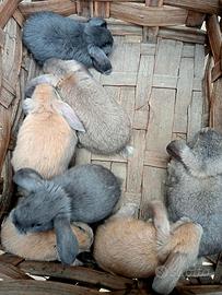 Coniglietti ARIETE NANI