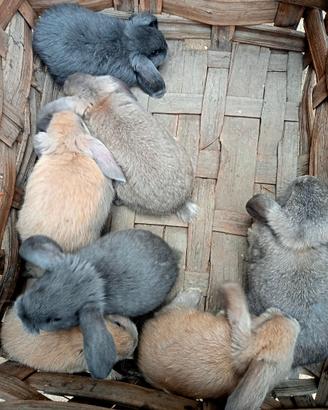 Coniglietti ARIETE NANI