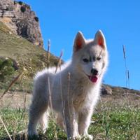 Cucciola di siberian husky con pedigree