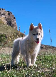 Cucciola di siberian husky con pedigree