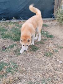 Ayane, femmina Akita inu ADOZIONE