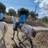 Cavallo italiano
