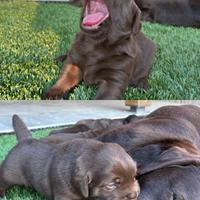 Labrador Retriever con pedigree figlia di campioni