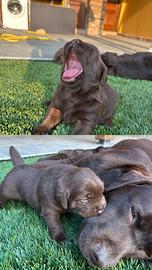 Labrador Retriever con pedigree figlia di campioni