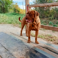 Dogue de bordeaux