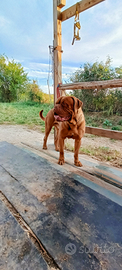 Dogue de bordeaux