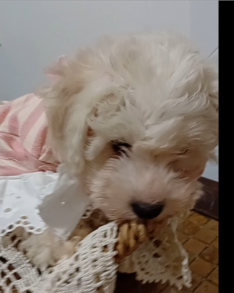 Bichon frisè