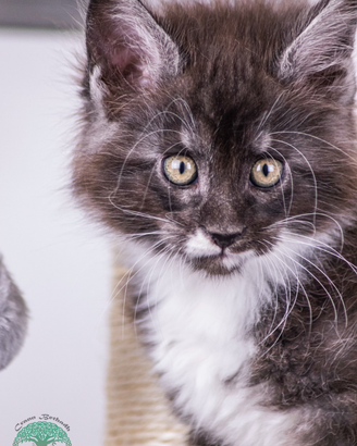 Cucciolo di Maine Coon