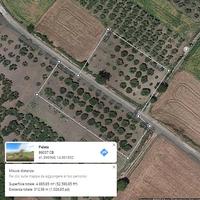 Uliveto con comodissimo accesso sulla strada