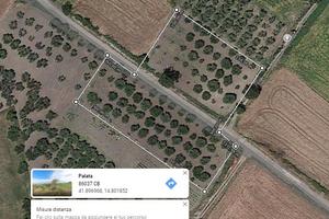 Uliveto con comodissimo accesso sulla strada