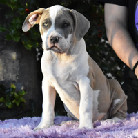 Cucciole di American Bully XL