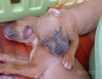 American Pitbull terrier Standart UKC
