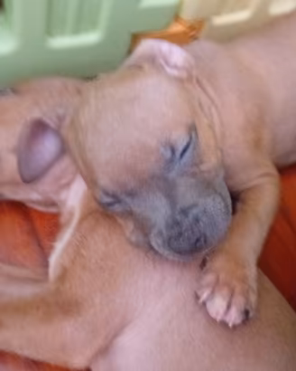 American Pitbull terrier Standart UKC