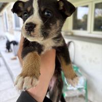 Disponibili cuccioli di pastore apuano