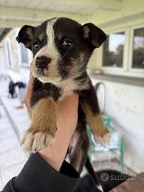 Disponibili cuccioli di pastore apuano