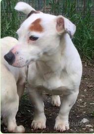 Femmina Jack Russell disponibile