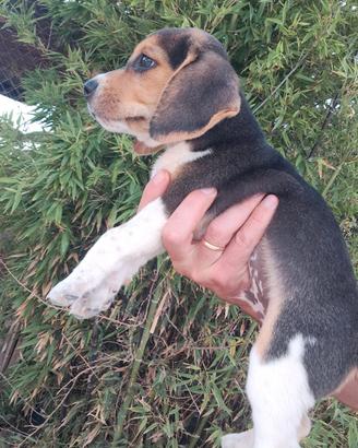 cuccioli di beagle