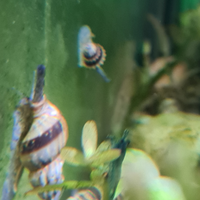 Lumache per acquario Helena killer