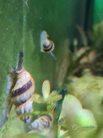 Lumache per acquario Helena killer