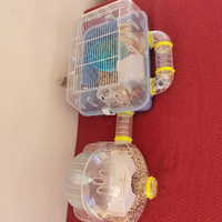 Gabbia parco giochi e criceto