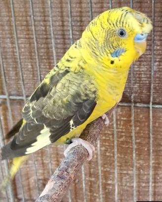 Cocorite Ali Nere Ciuffato Maschio