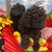 Disponibili Cuccioli Barboncino NeroTaglia Piccola