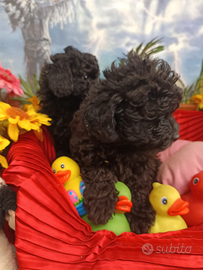 Disponibili Cuccioli Barboncino NeroTaglia Piccola