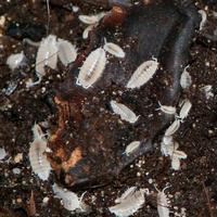 Onischi Isopodi pulitori per Terrario + Collemboli