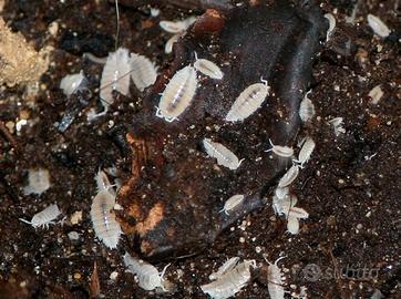 Onischi Isopodi pulitori per Terrario + Collemboli