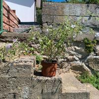 Petunia altezza 64 in vaso da 20.