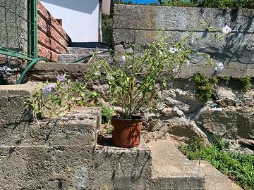 Petunia altezza 64 in vaso da 20.