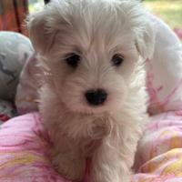 Cuccioli di maltese