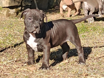 Cuccioli American Pitbull Terrier