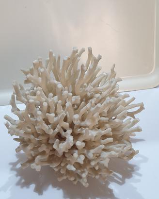 corallo bianco