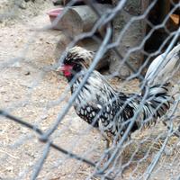 Gallo Padovano nano