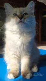 Cuccioli di gatto siberiano