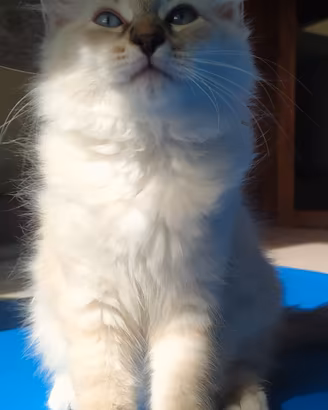 Cuccioli di gatto siberiano