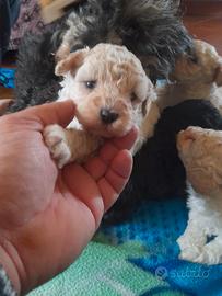 Cuccioli barboncino toy