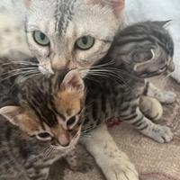 Cuccioli pura razza gatto bengala su prenotazione